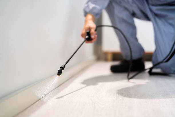 Flea Control Services in Sunset Hills, MO