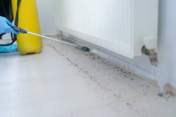 Best Local Pest Control Services  in Sunset Hills, MO